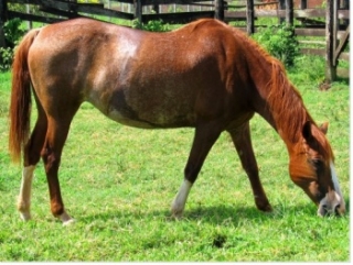 Vente de chevaux a Peltre